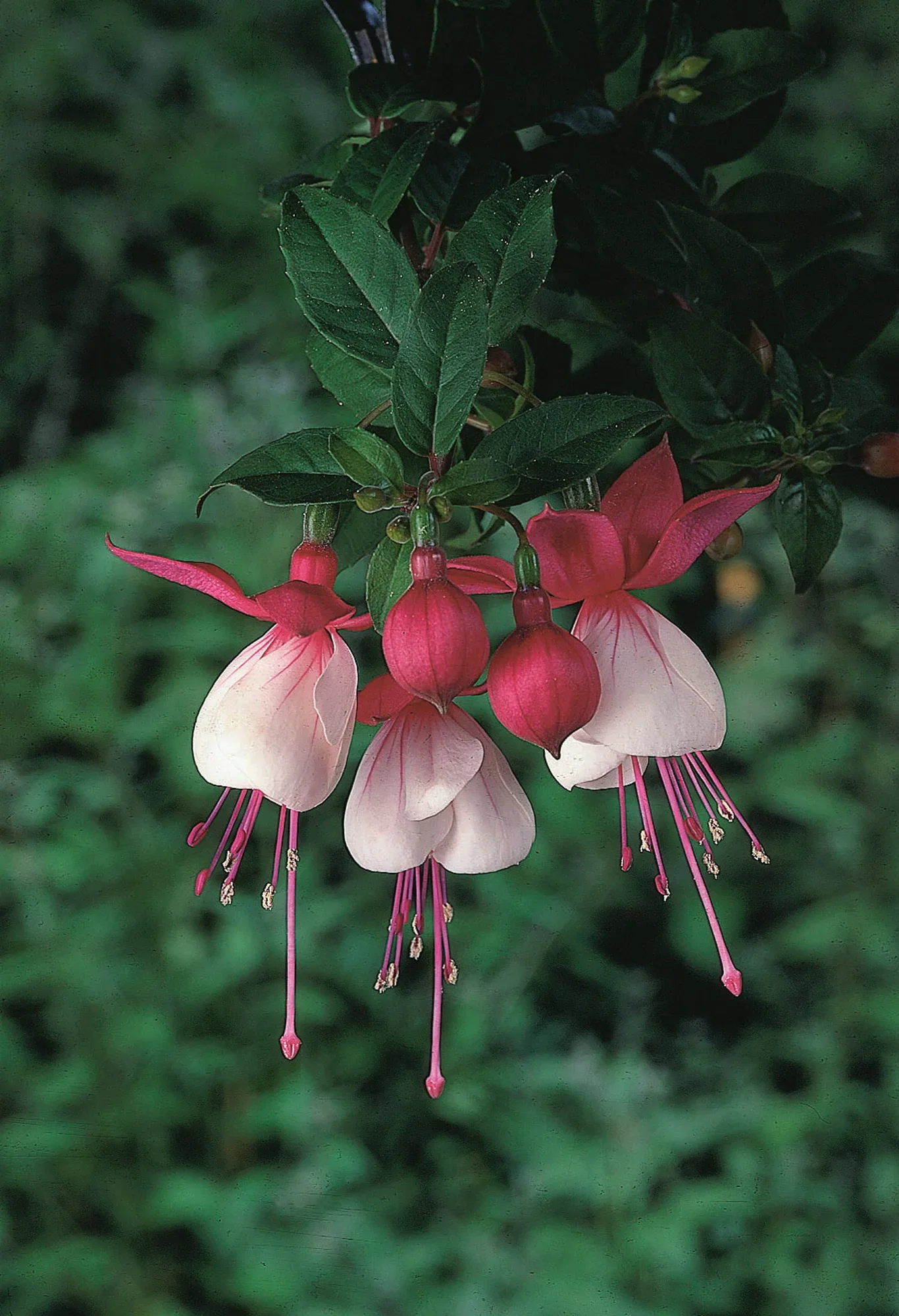Fuchsia stikling