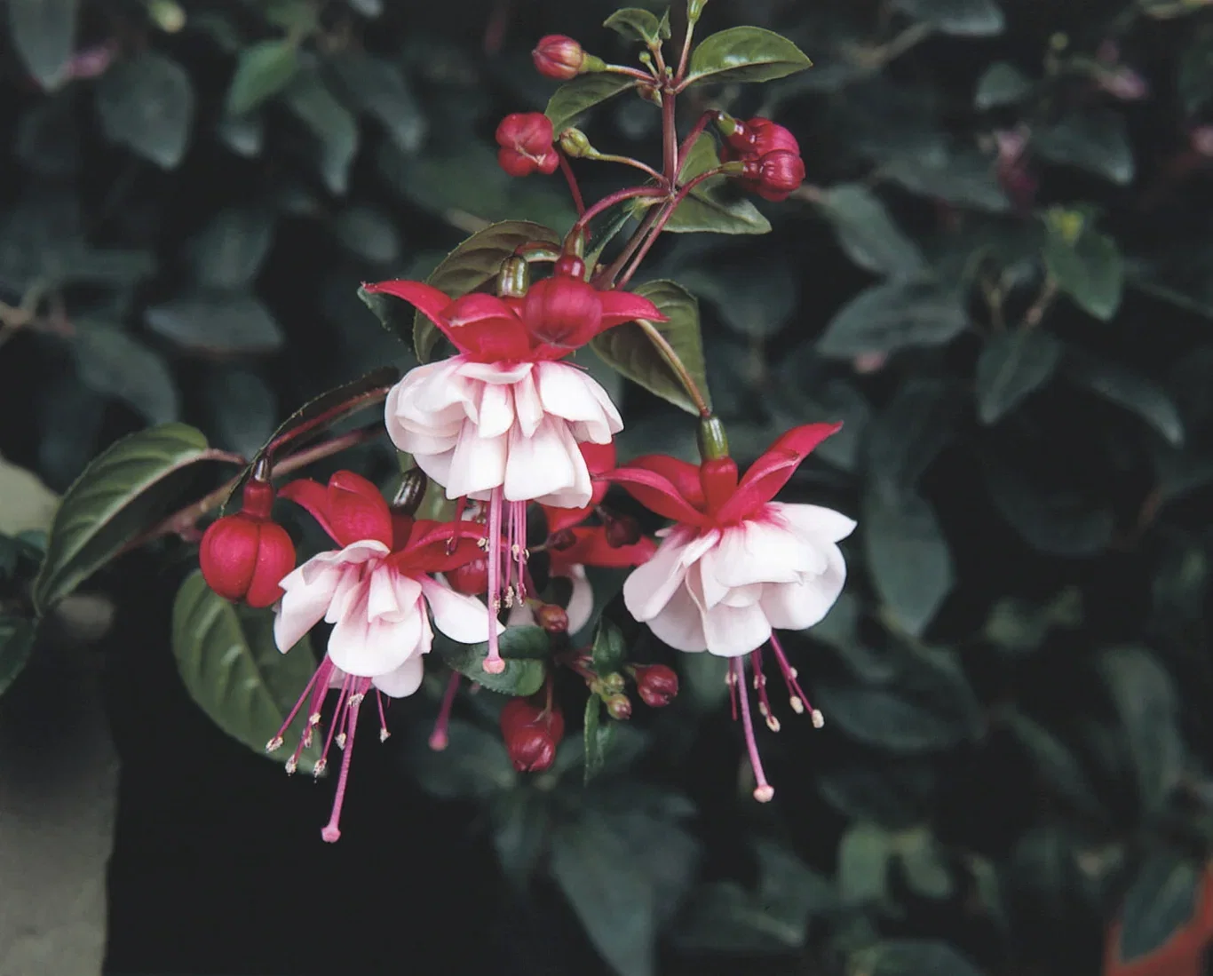 Fuchsia stikling