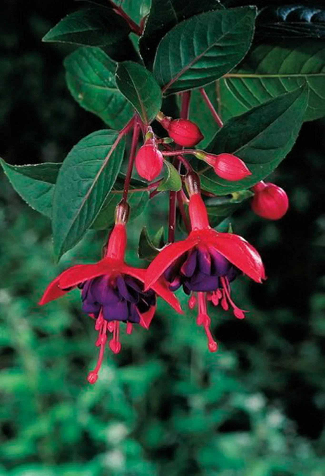 Fuchsia stikling