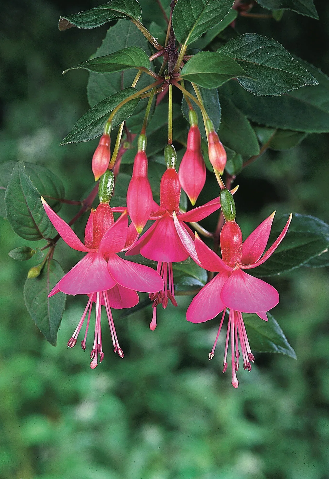 Fuchsia stikling