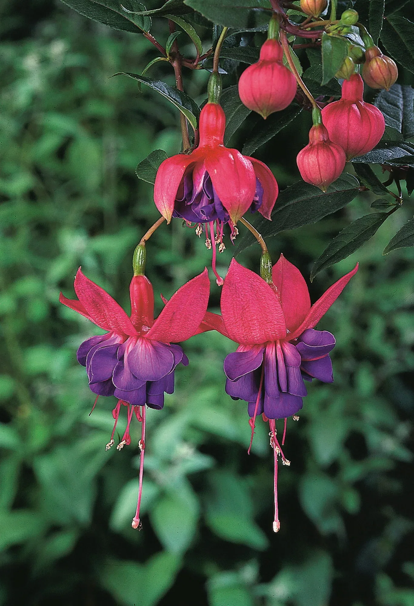 Fuchsia stikling