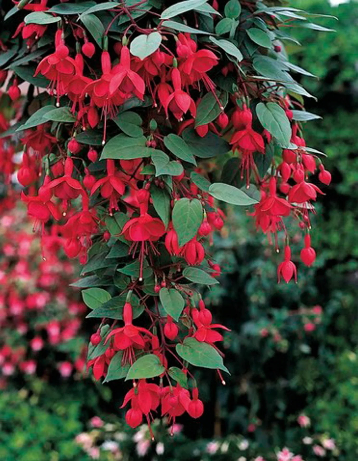 Fuchsia stikling