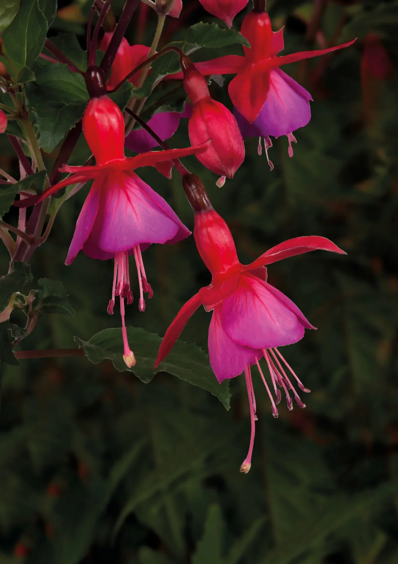 Fuchsia stikling