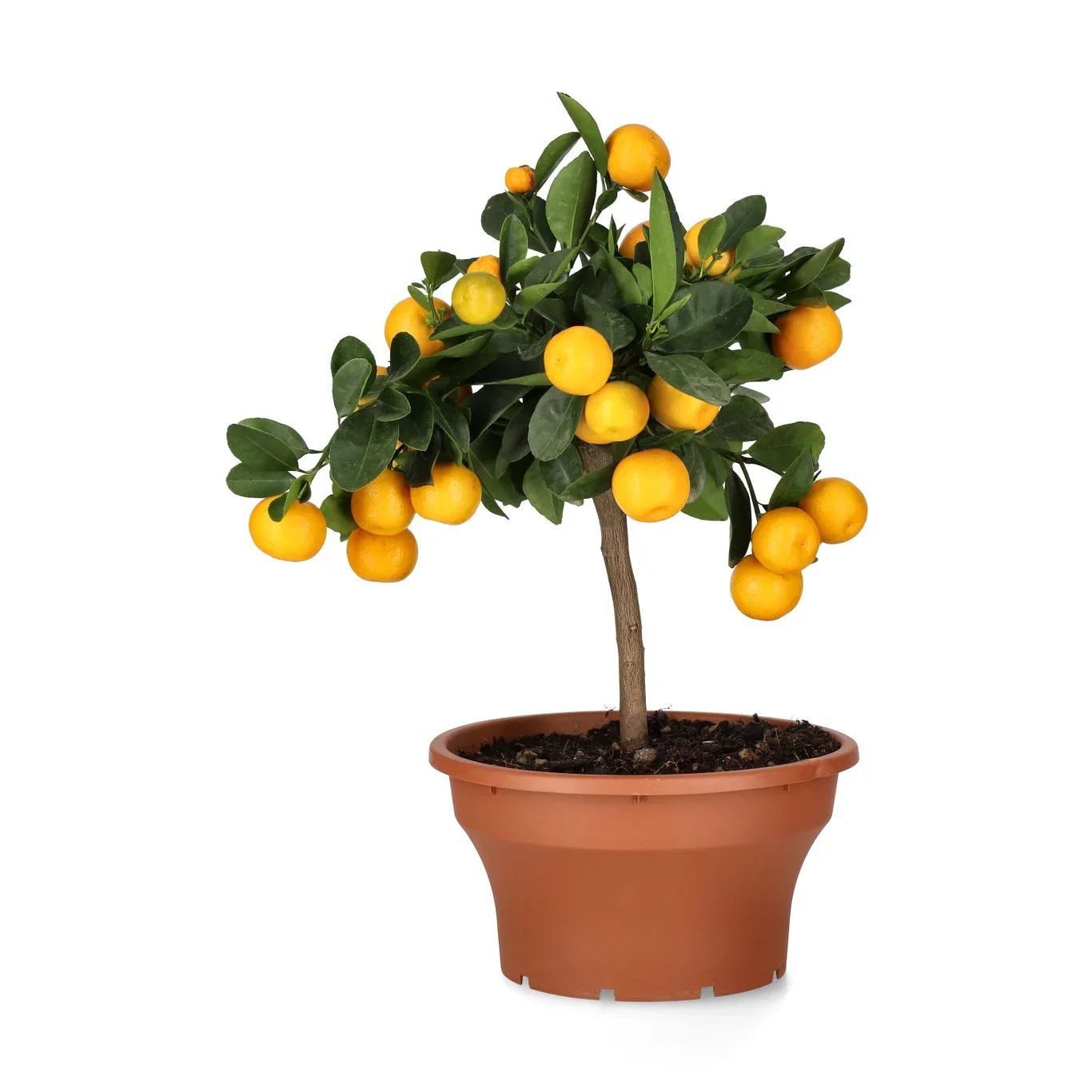 Calamondin i skål