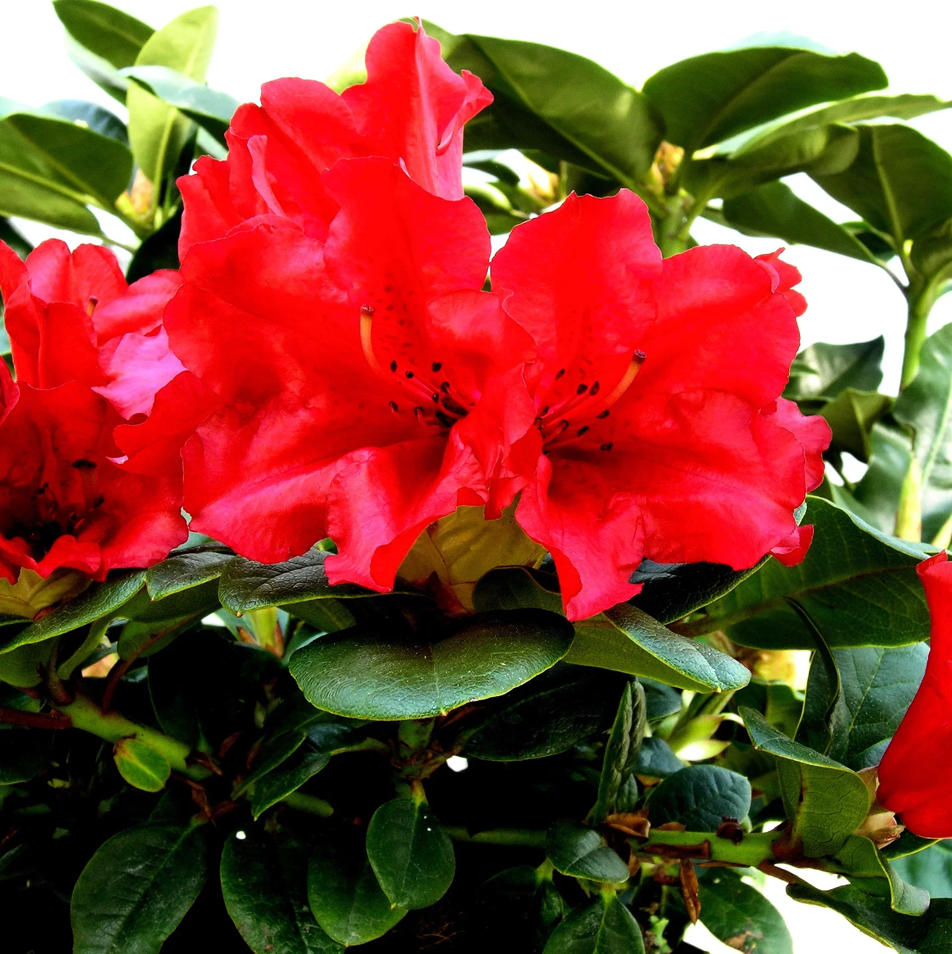 Rododendron 'Scarlet Wonder'