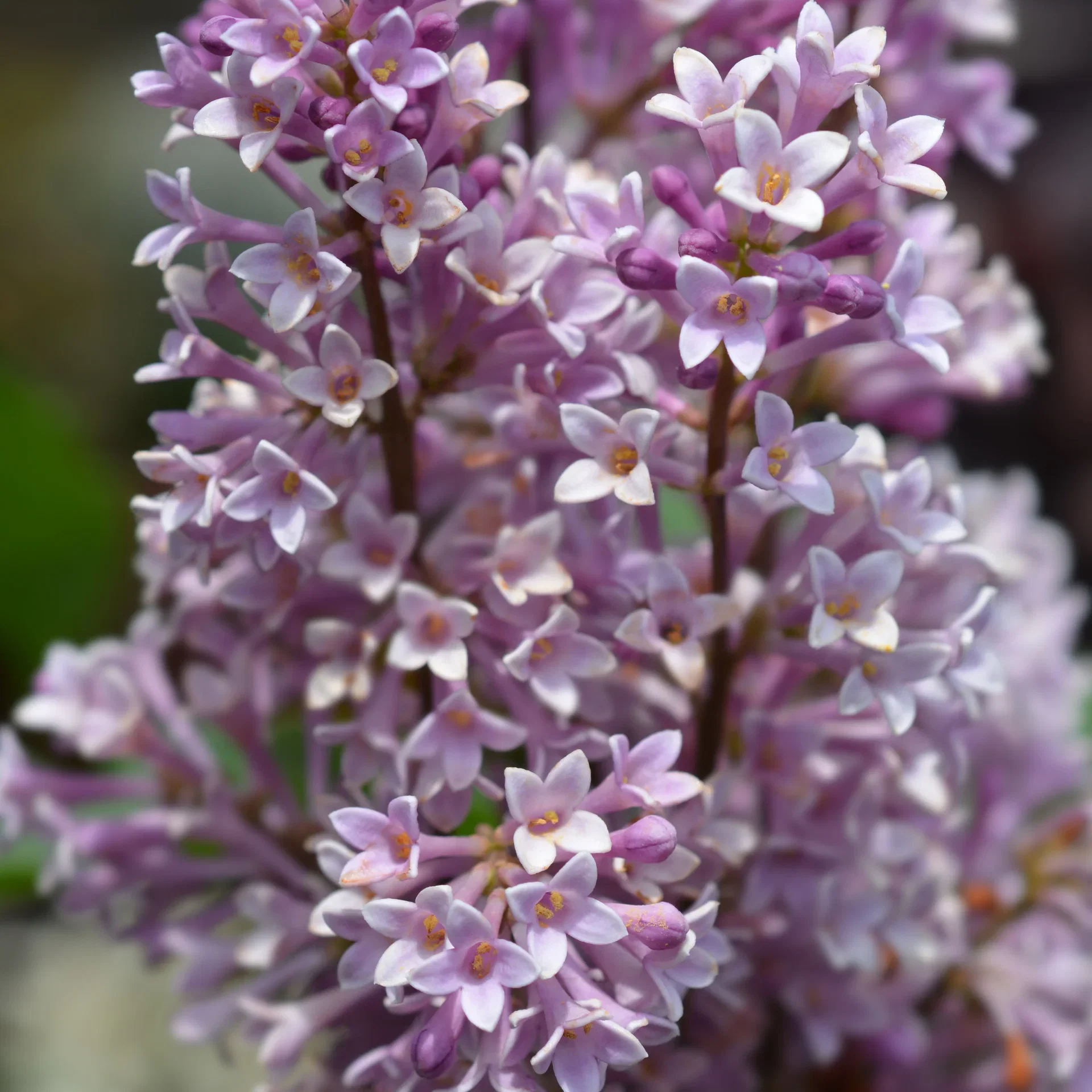 Prestonsyrin 'Royalty'