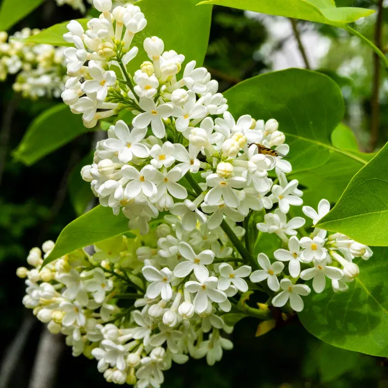 Prestonsyrin 'Agnes Smith'