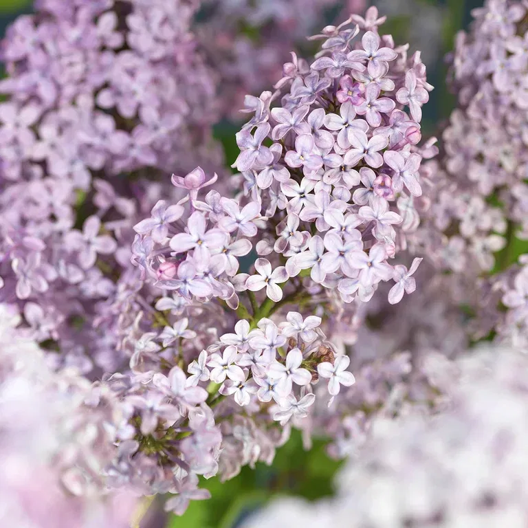 Syrin 'Ruhm von Horstenstein'