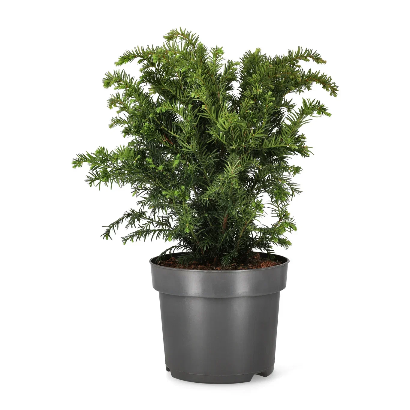 Europabarlind 'Repandens'