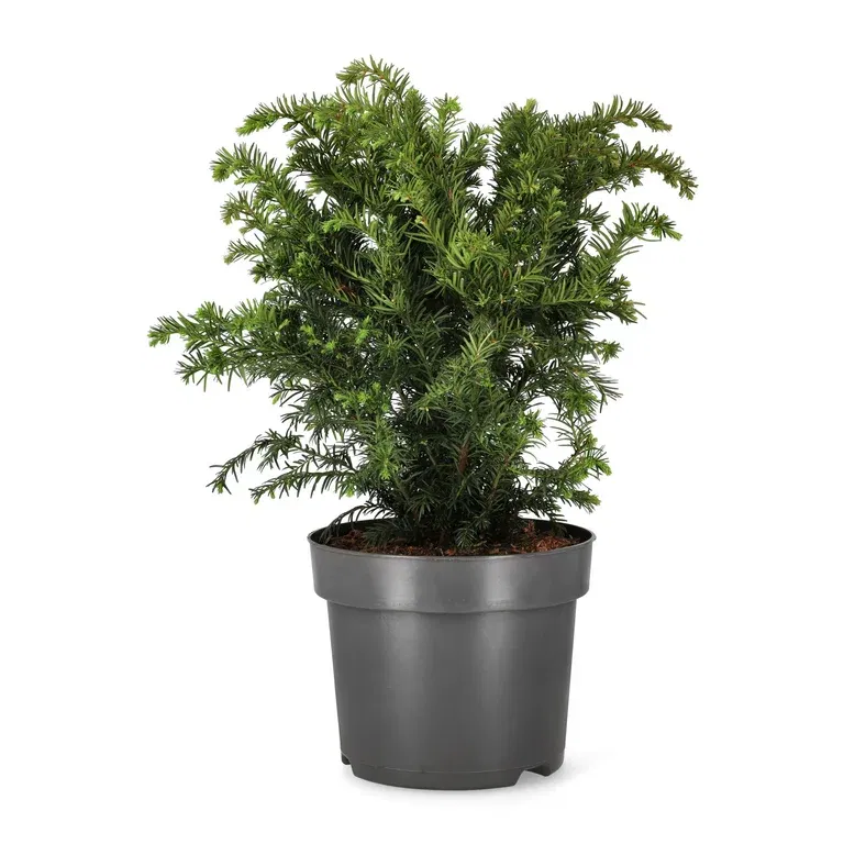 Europabarlind 'Repandens'