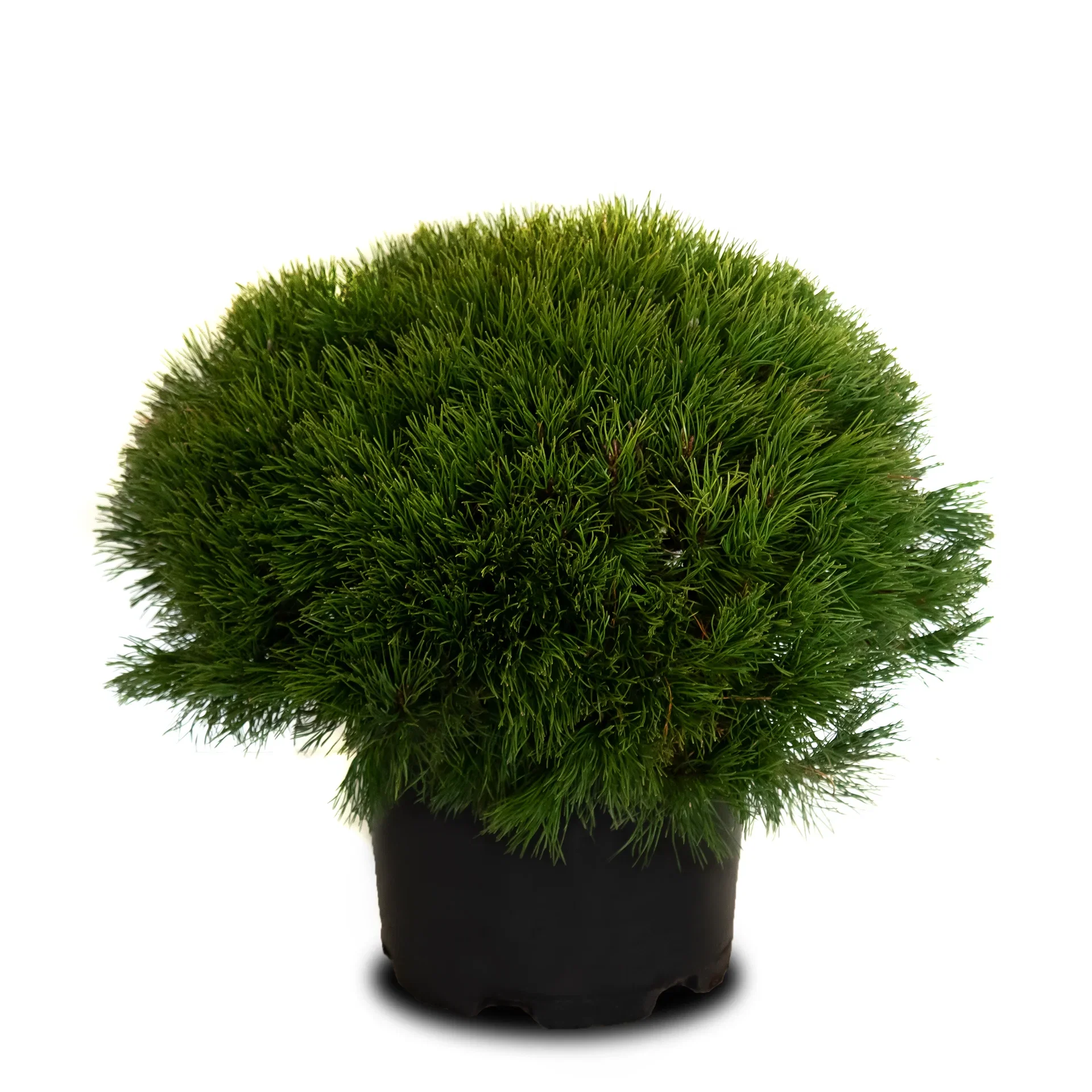 Buskfuru 'Living Stone'