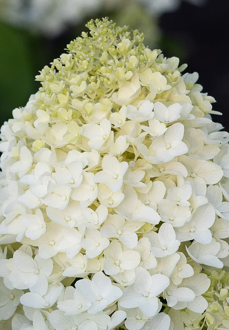 Syrinhortensia LIVING SUGAR RUSH®