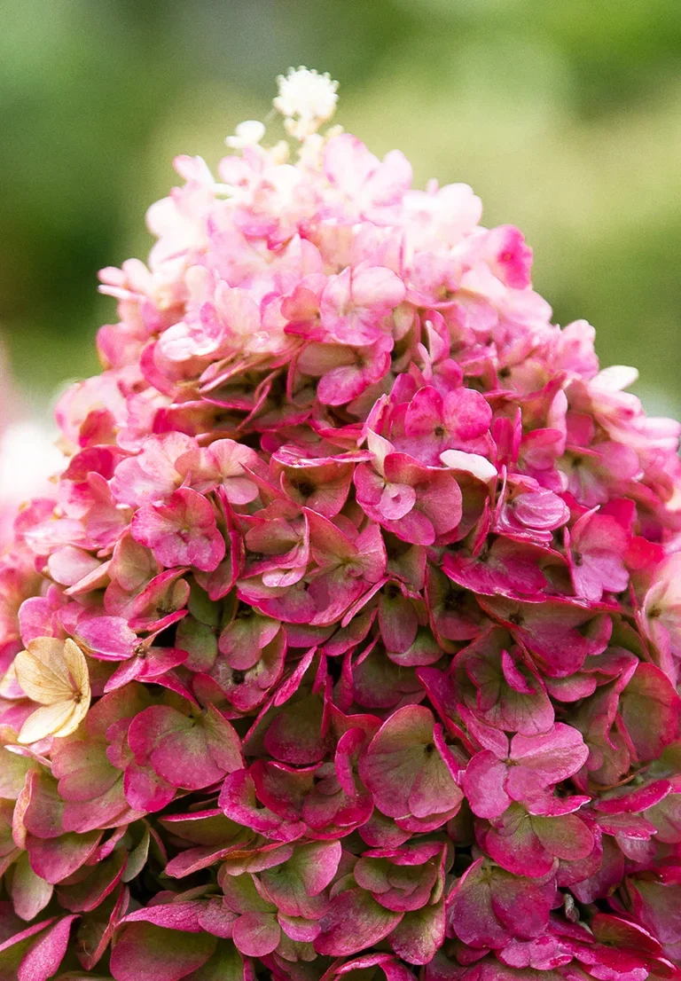 Syrinhortensia LIVING PINKY PROMISE®
