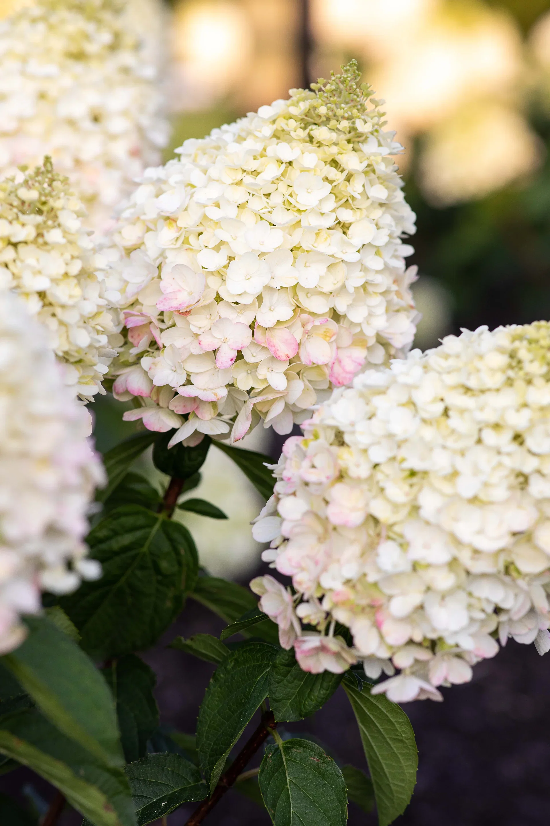 Syrinhortensia LIVING PINKY PROMISE®