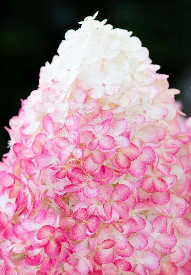 Syrinhortensia LIVING PINK & ROSE®