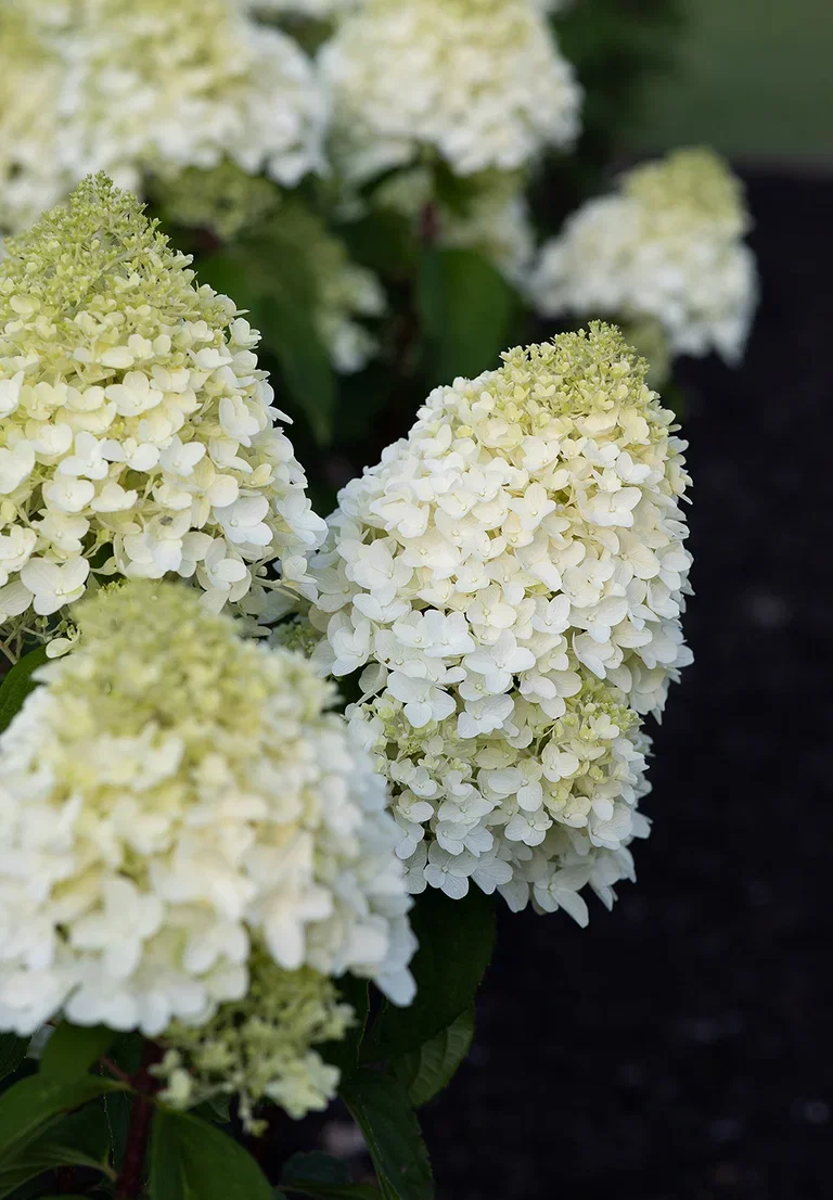 Syrinhortensia LIVING SUGAR RUSH®