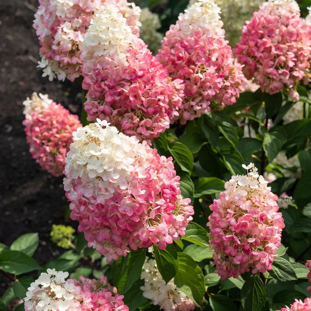 Syrinhortensia LIVING PINKY PROMISE®