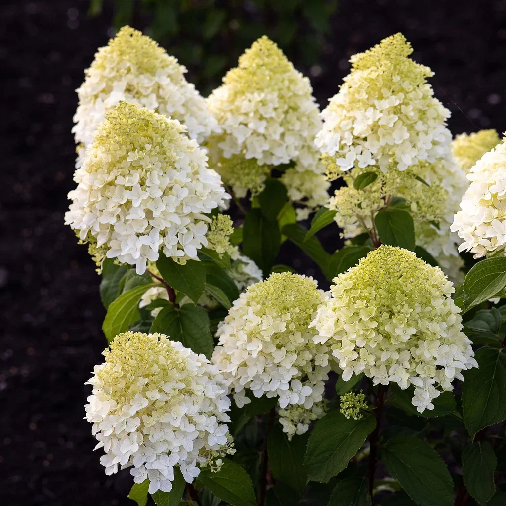 Syrinhortensia LIVING SUGAR RUSH®