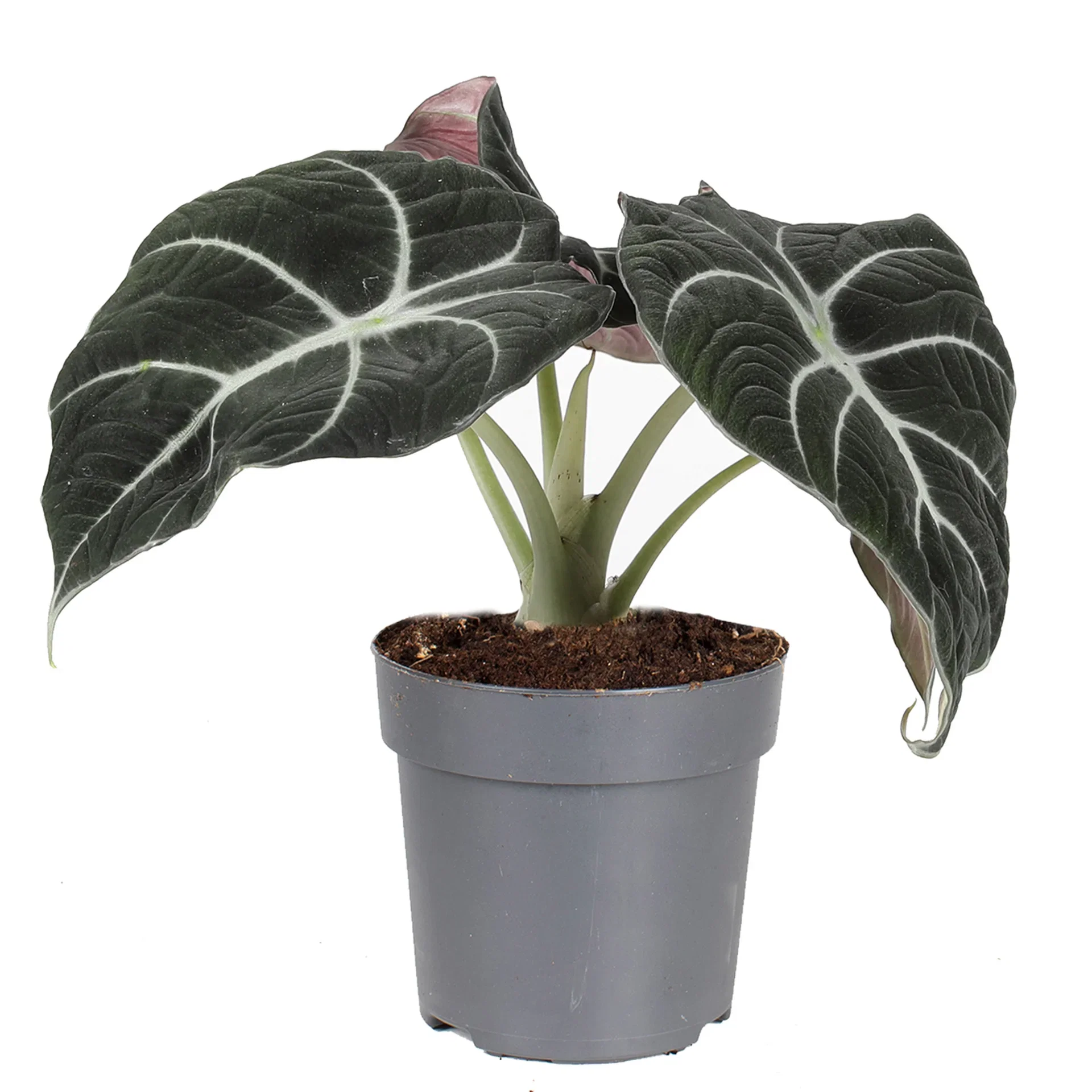 Alocasia 'Black Velvet'