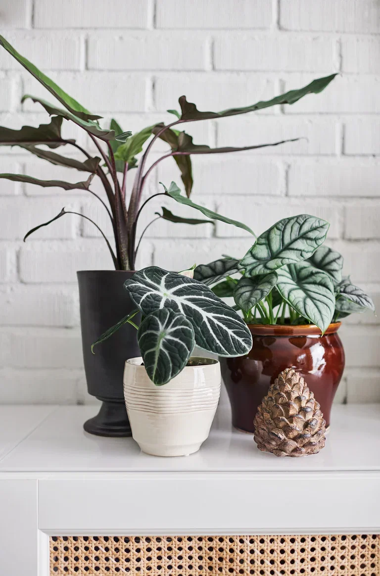 Alocasia 'Black Velvet'