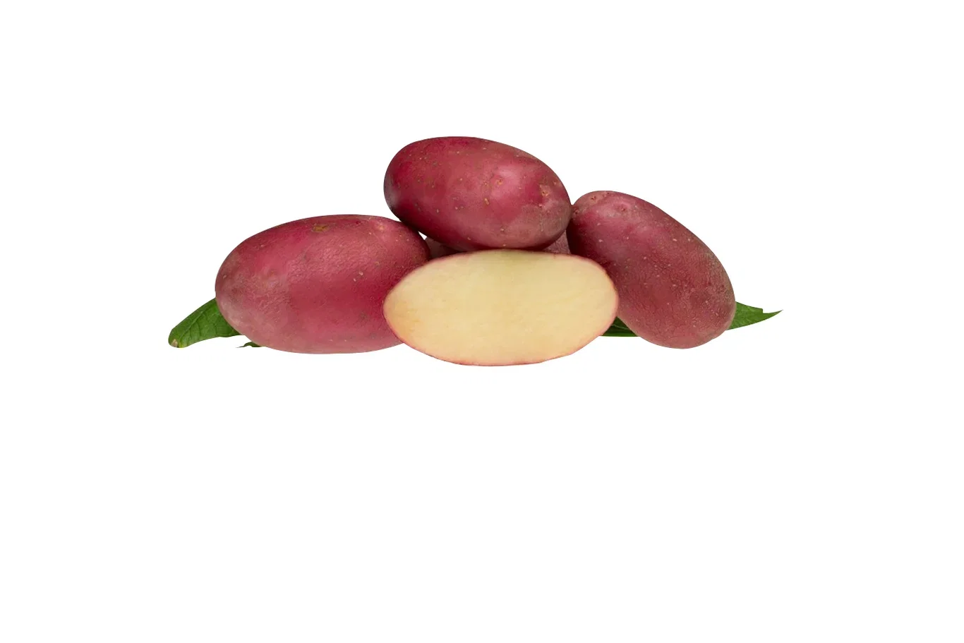 Settepotet Evolution