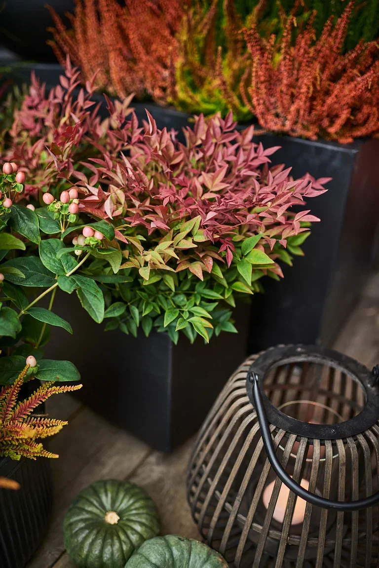 Himmelsk bambus 'Obsessed'