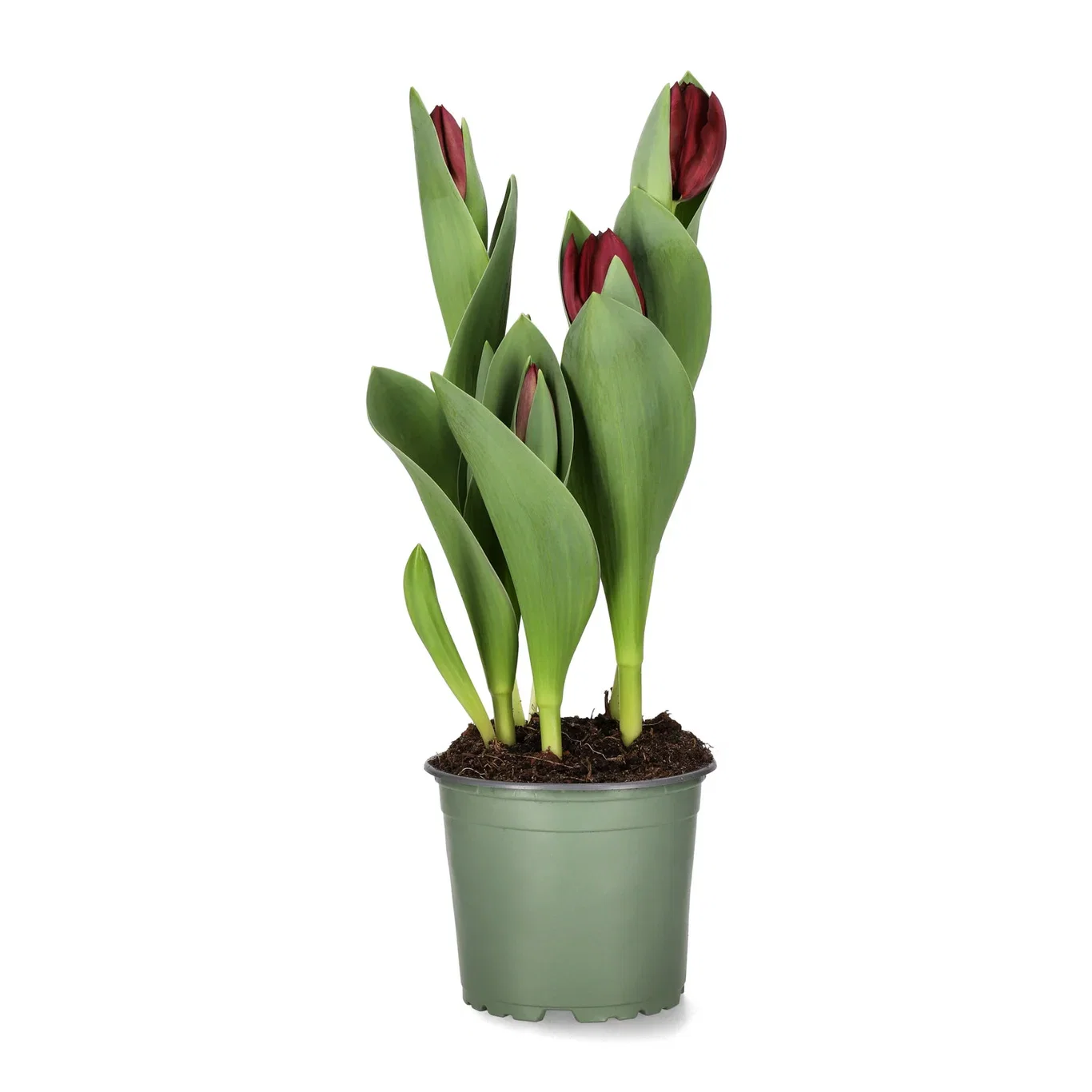 Tulipan 'Black Bean'