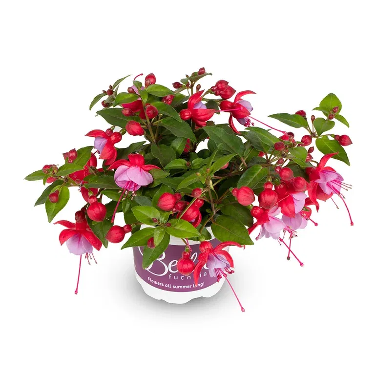 Fuchsia 'Bella'