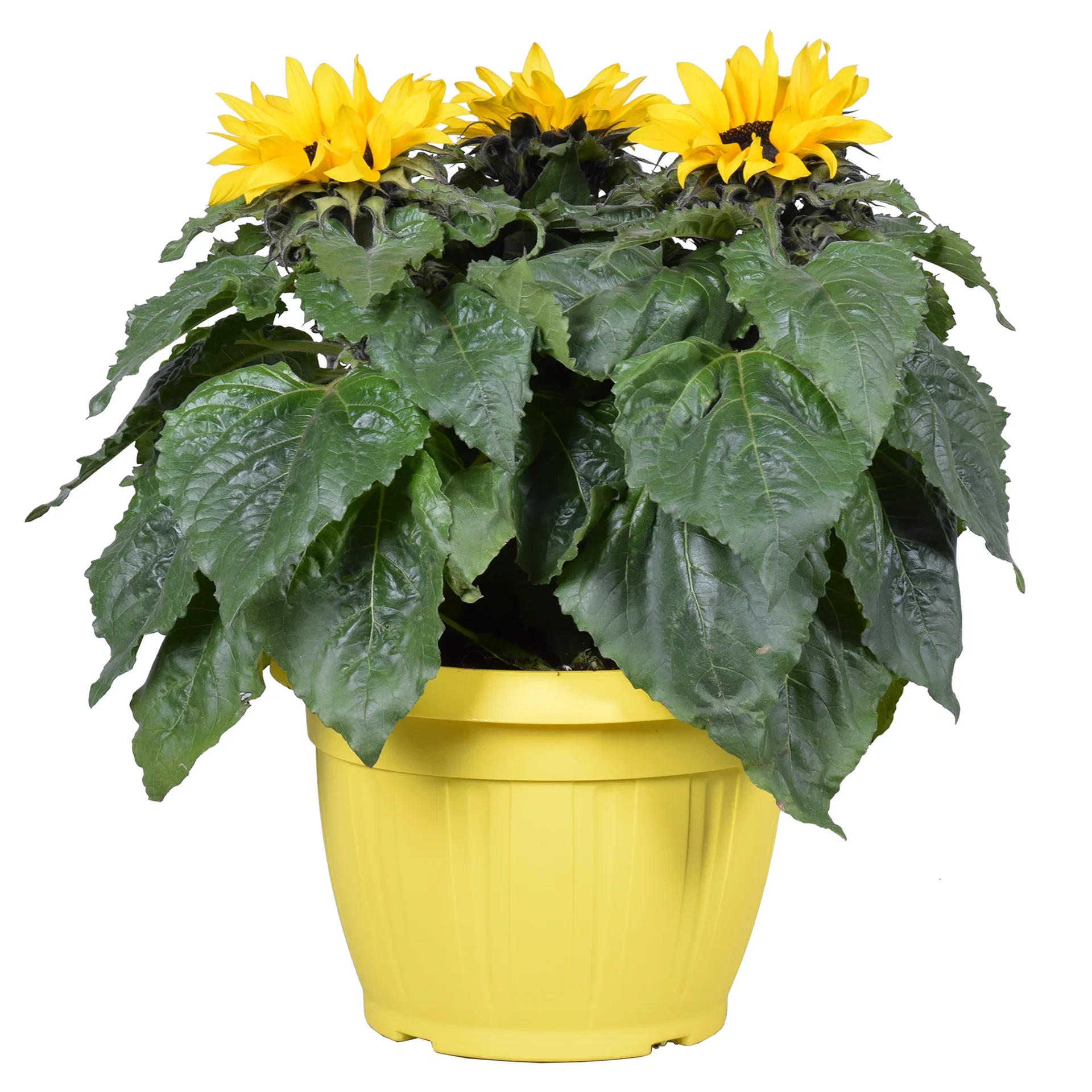 Solsikke 'Sensation'