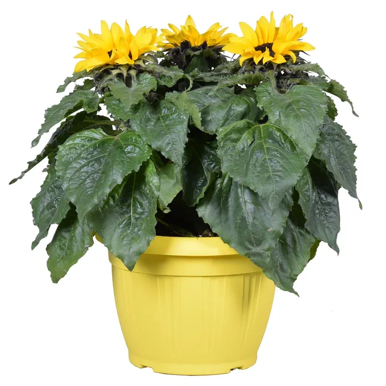 Solsikke 'Sensation'