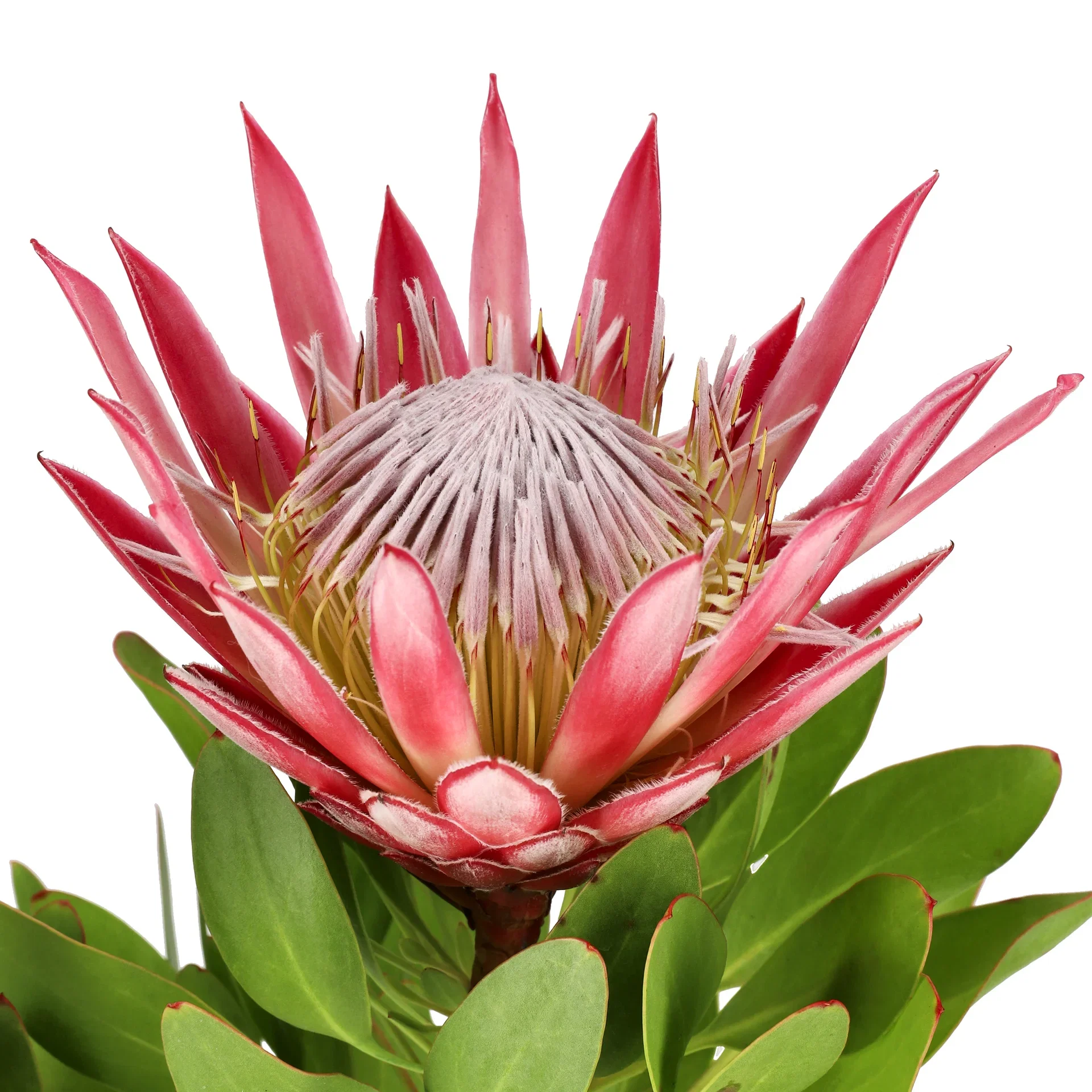 Protea 'Little Prince'