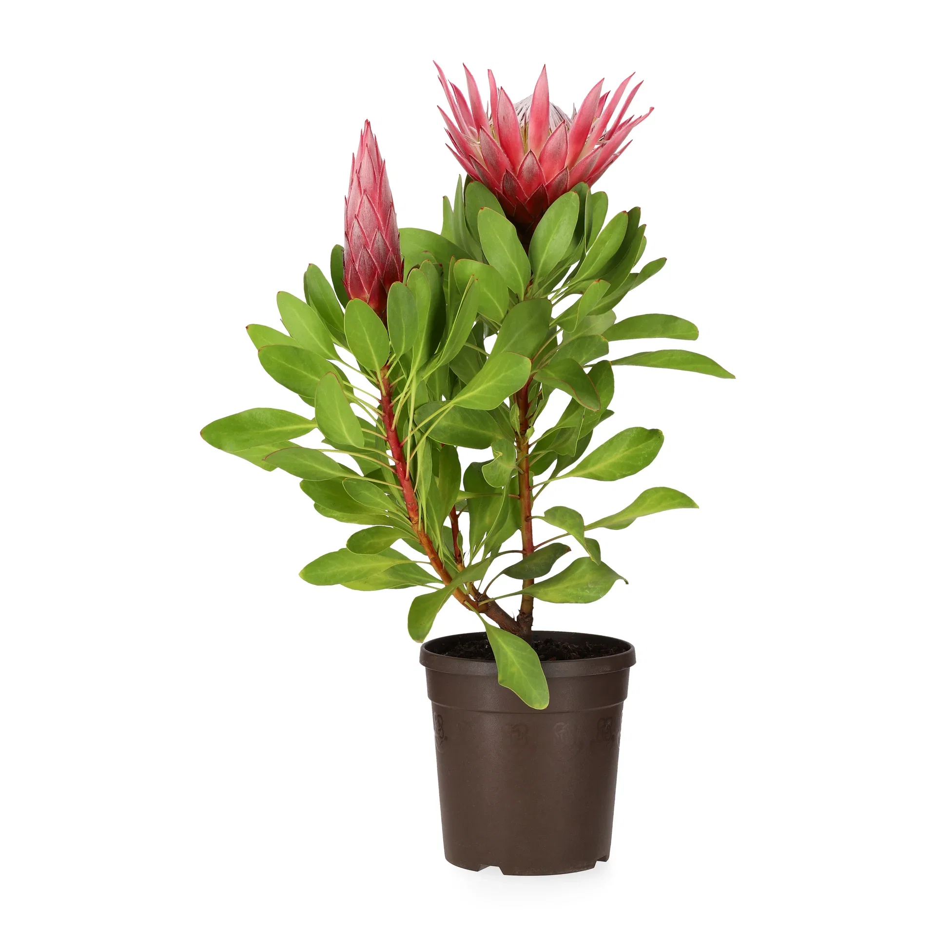 Protea 'Little Prince'