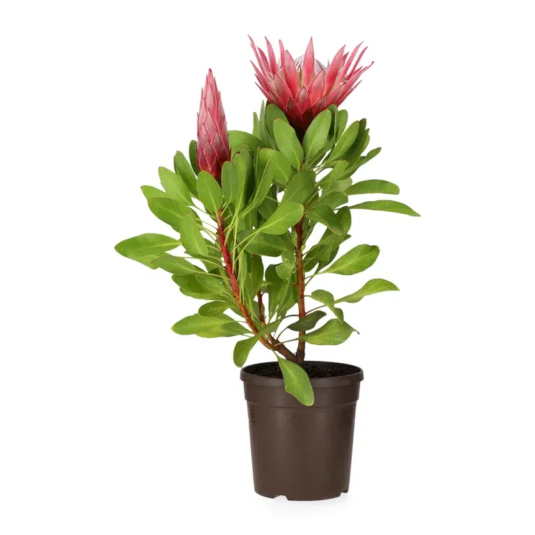 Protea 'Little Prince'