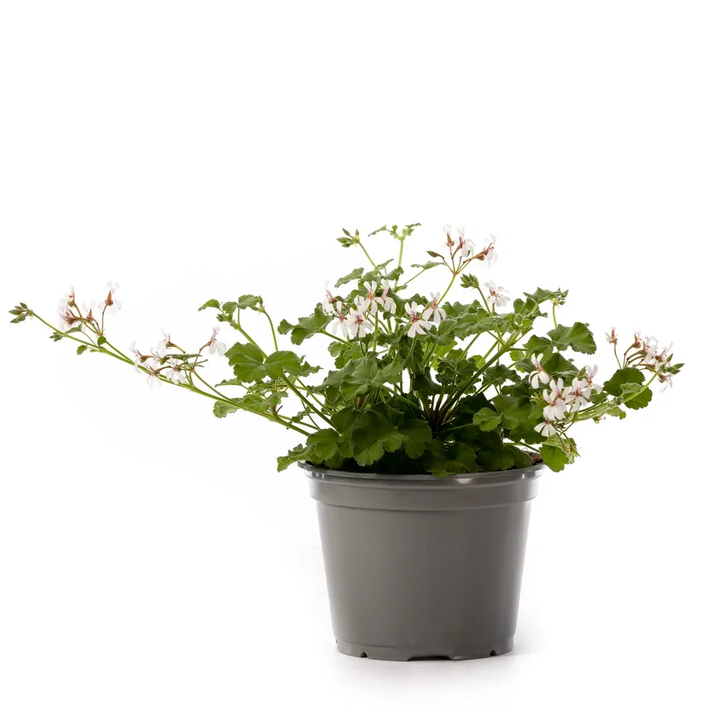 Duftpelargonium