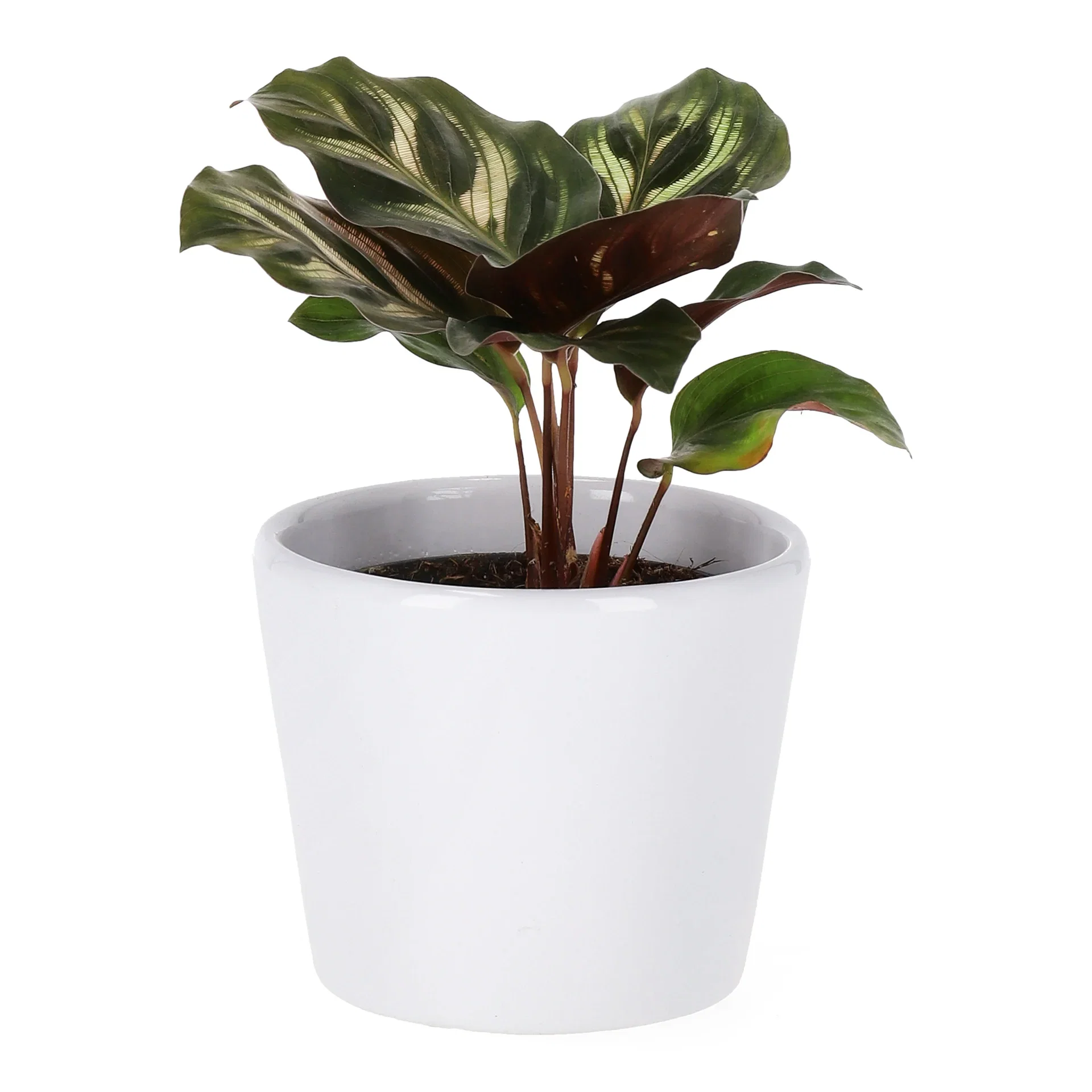 Calathea mini miks