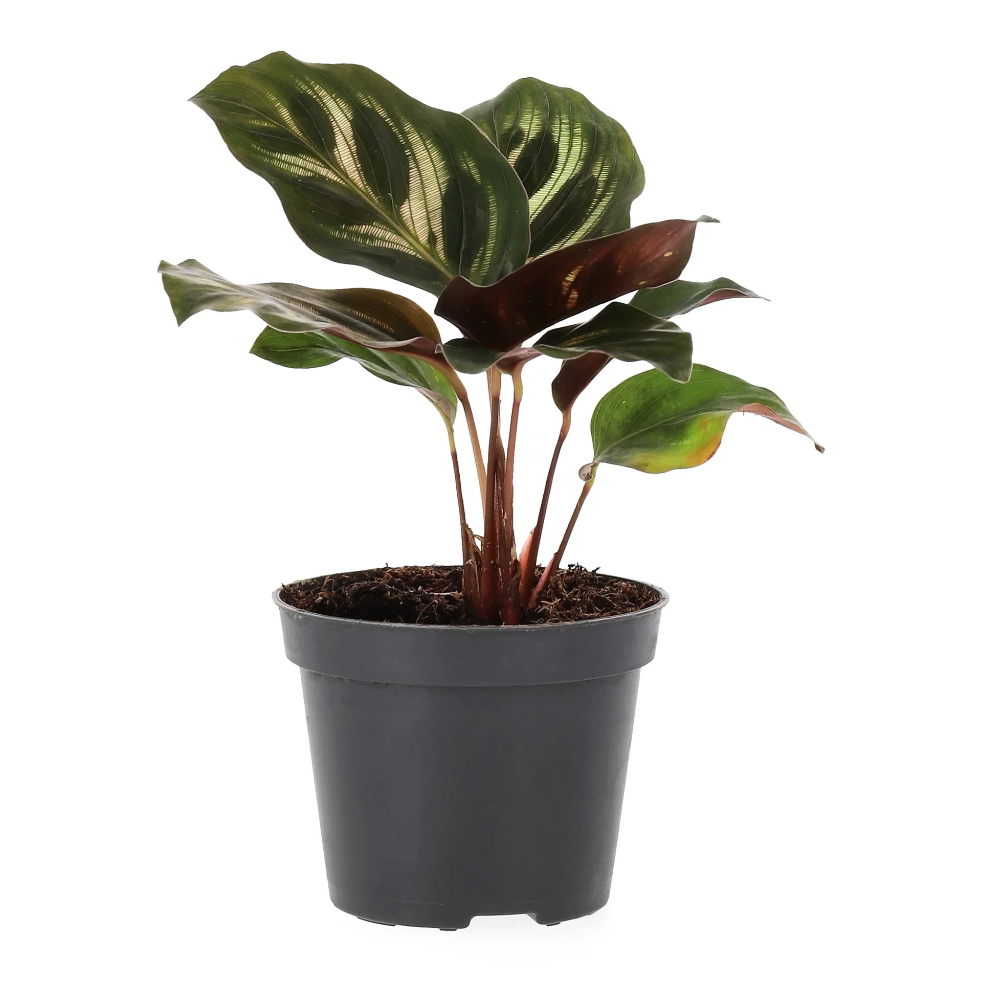 Calathea mini miks