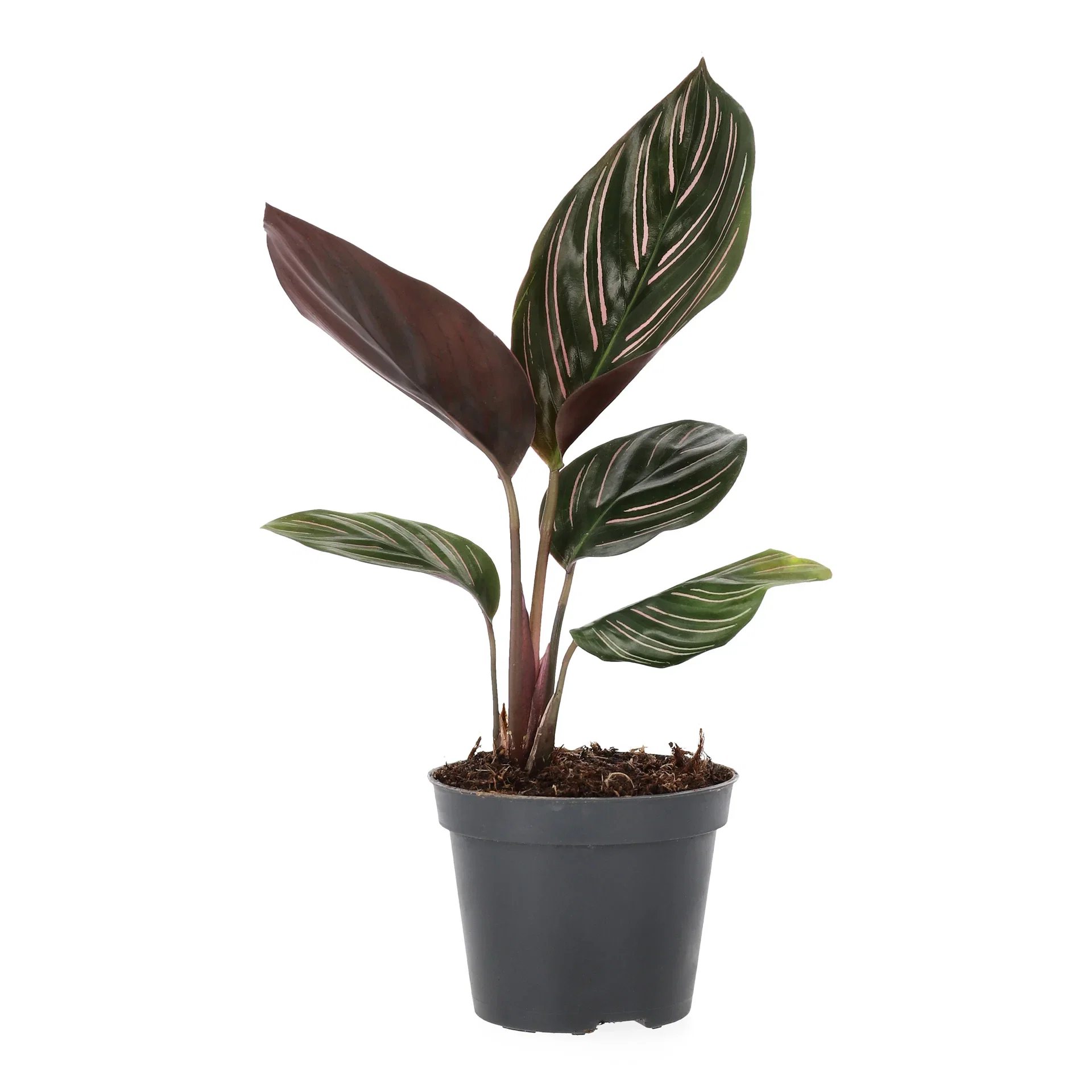 Calathea mini miks