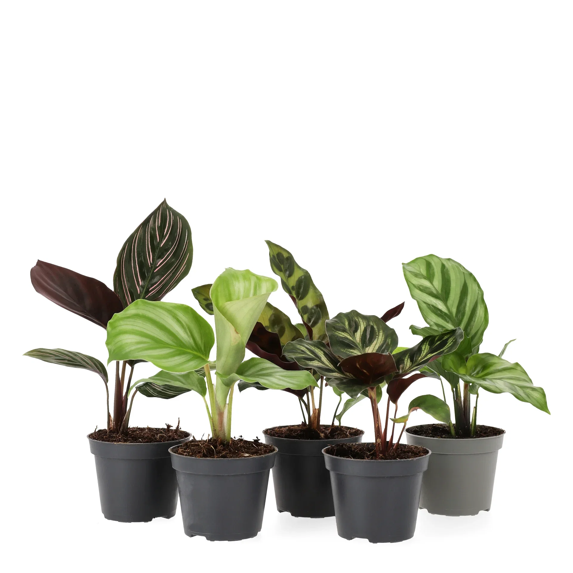 Calathea mini miks