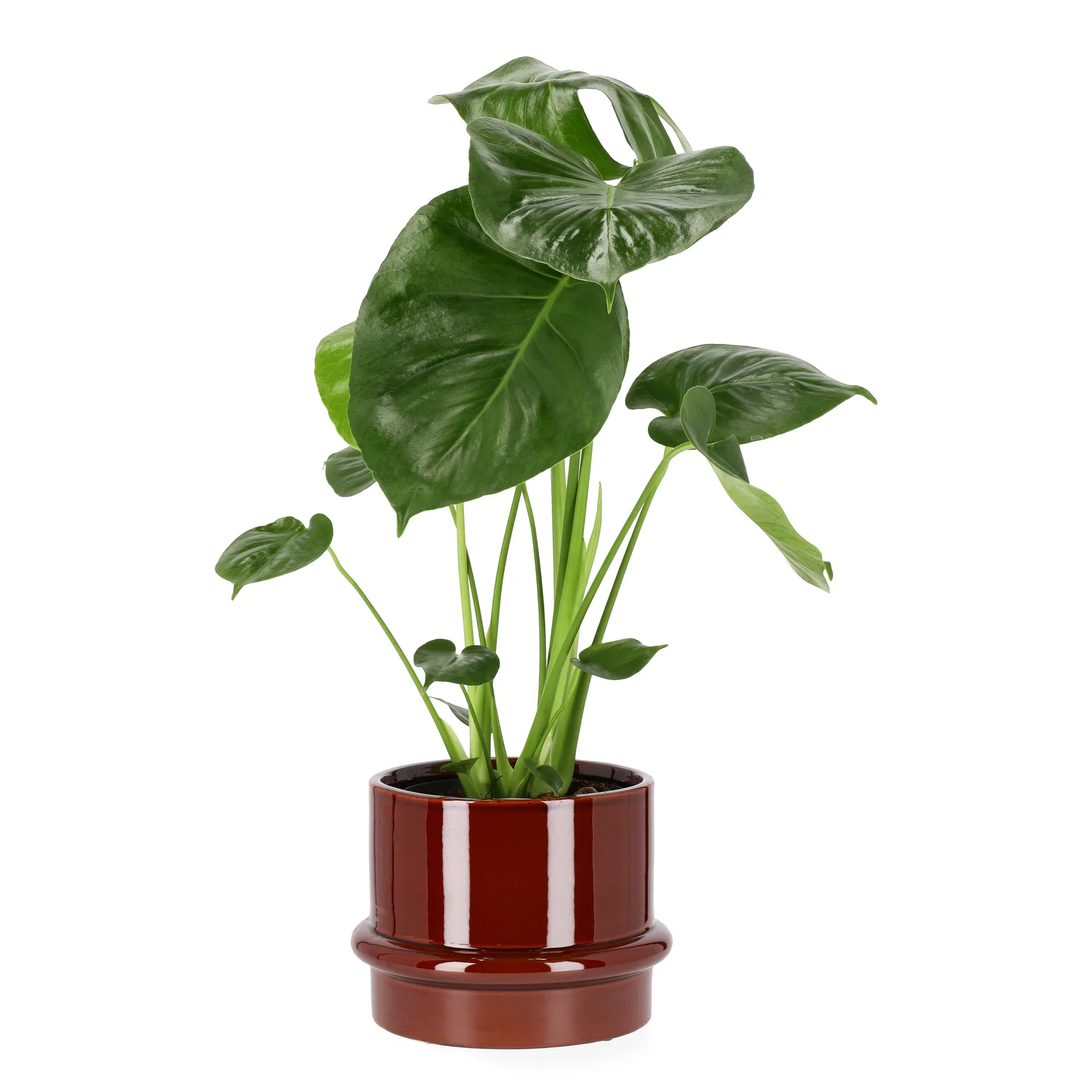 Monstera 'deliciosa'