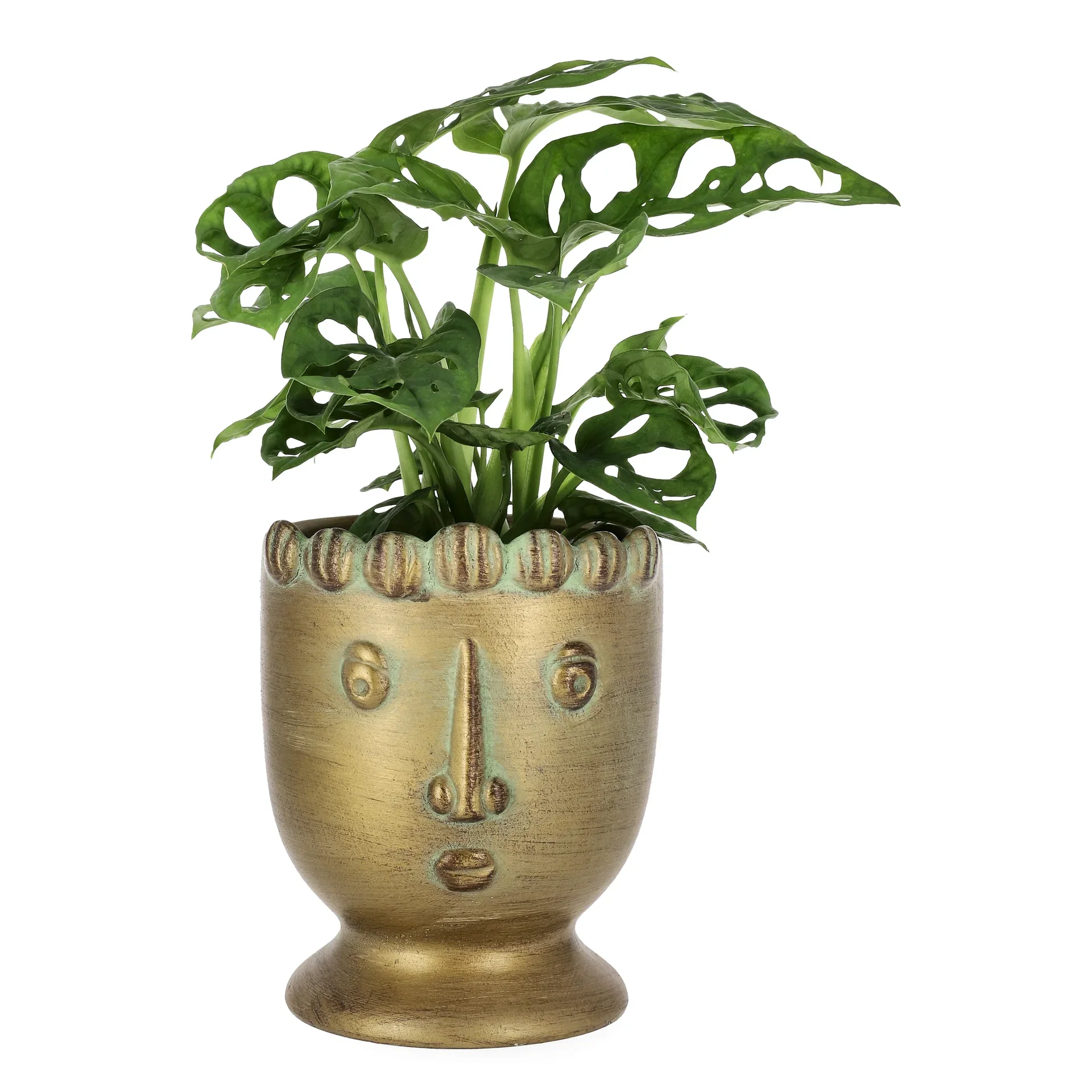 Monstera 'Adansonii'