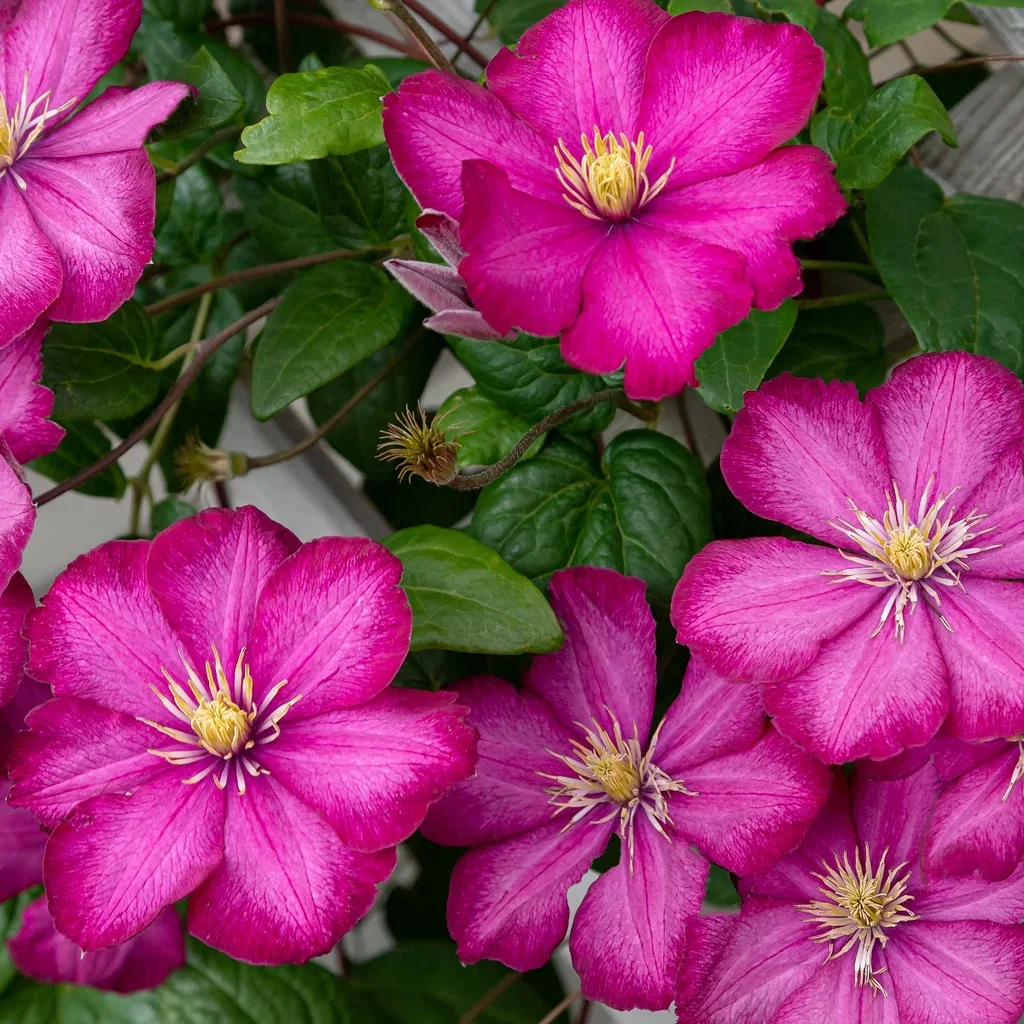 Klematis 'Ville de Lyon'