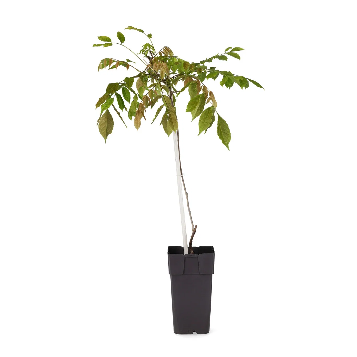 Blåregn 'Blue Moon'