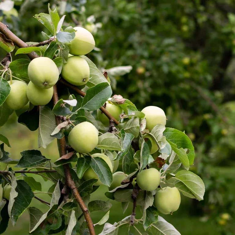 Eple 'Transparente Blanche' Geneva 202®