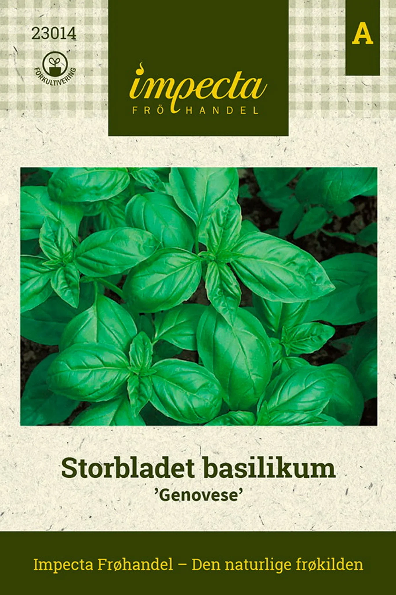 Storbladet basilikum 'Genovese'