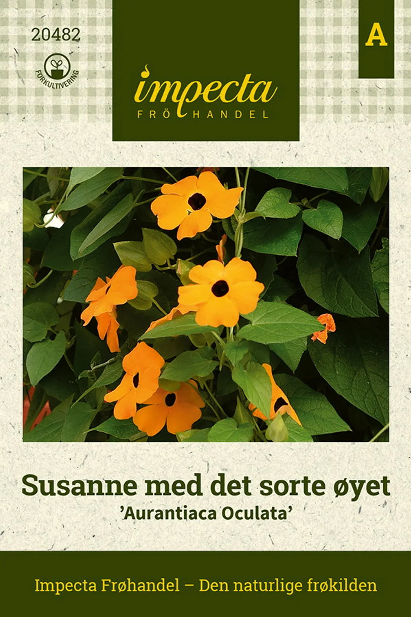 Susanne med det sorte øyet 'Aurantiaca Oculata'