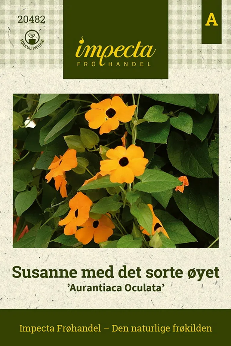 Susanne med det sorte øyet 'Aurantiaca Oculata'