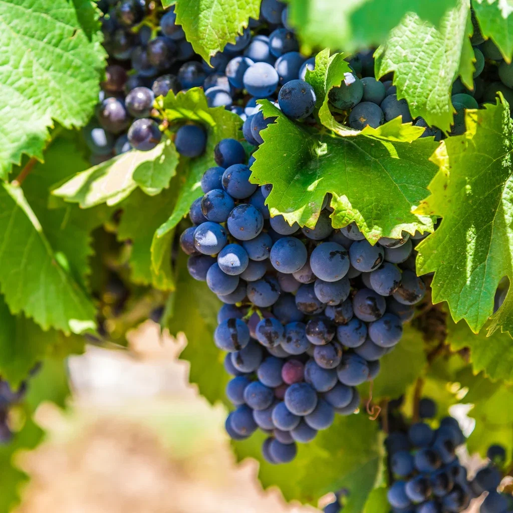 Labruscavinranke 'Nero'