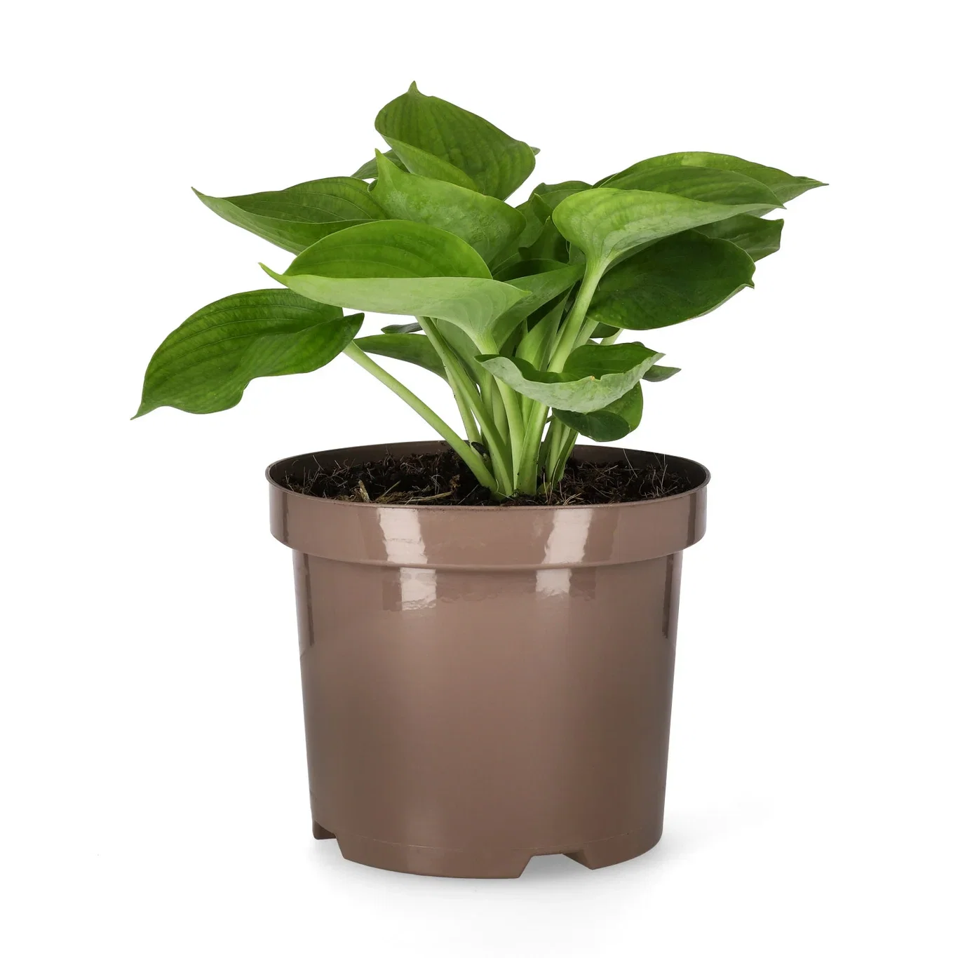 Bladlilje 'Abiqua Drinking Gourd'