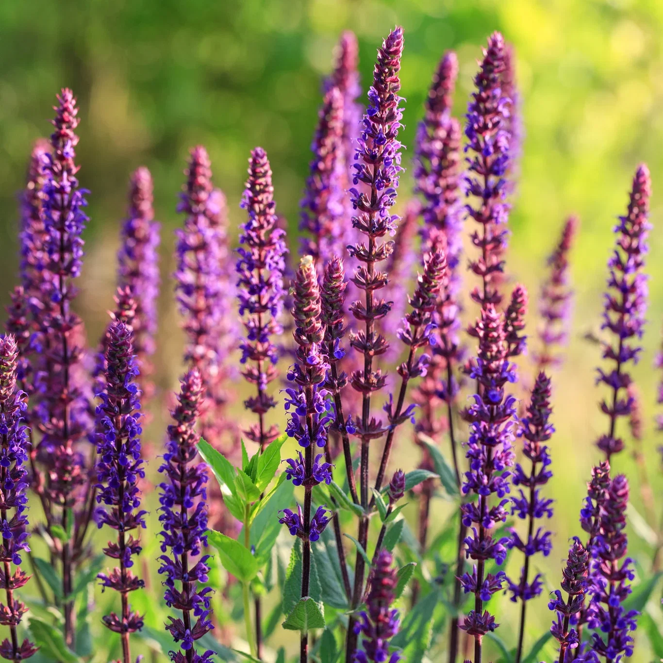 Steppesalvie 'Caradonna'