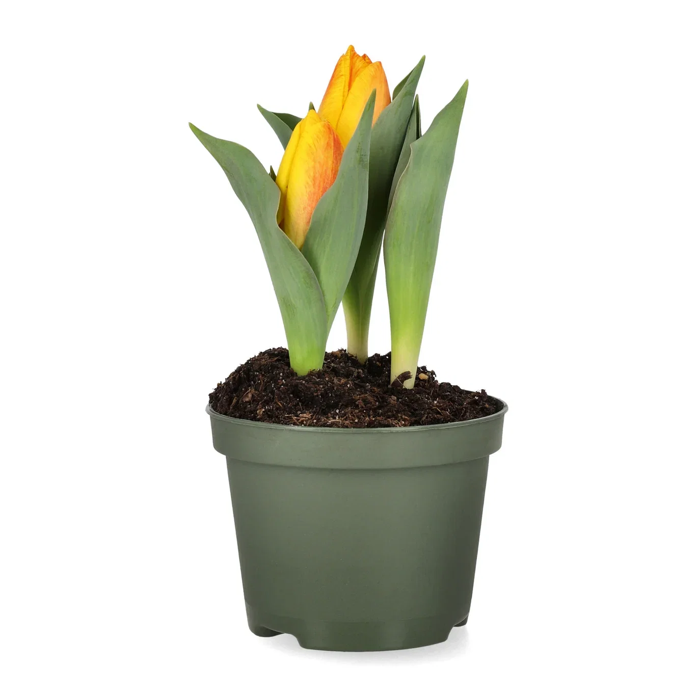 Tulipan 'Flair'
